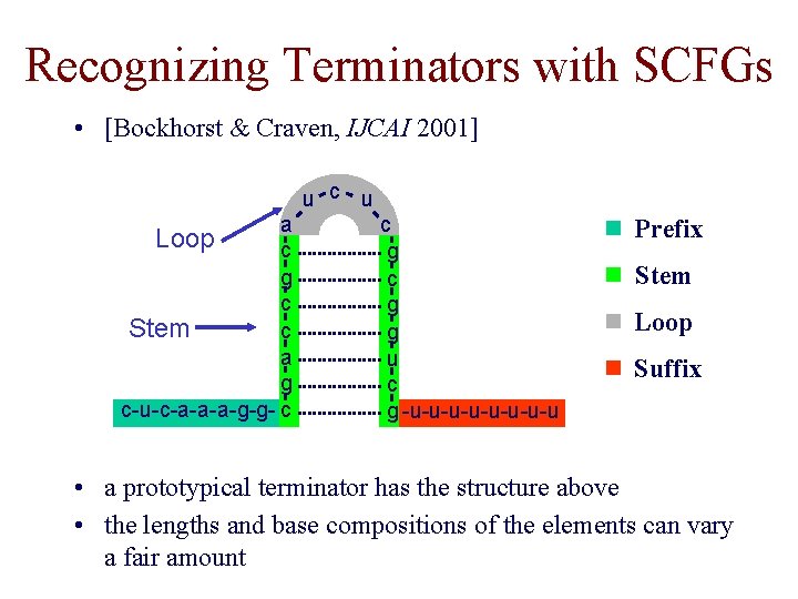 Recognizing Terminators with SCFGs • [Bockhorst & Craven, IJCAI 2001] u c u a