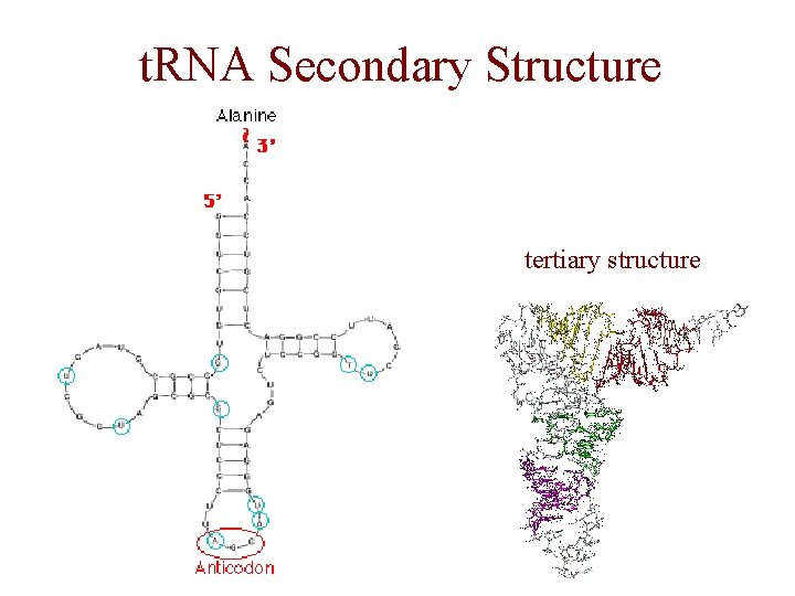 t. RNA Secondary Structure tertiary structure t. RNA Secondary Structure tertiary structure