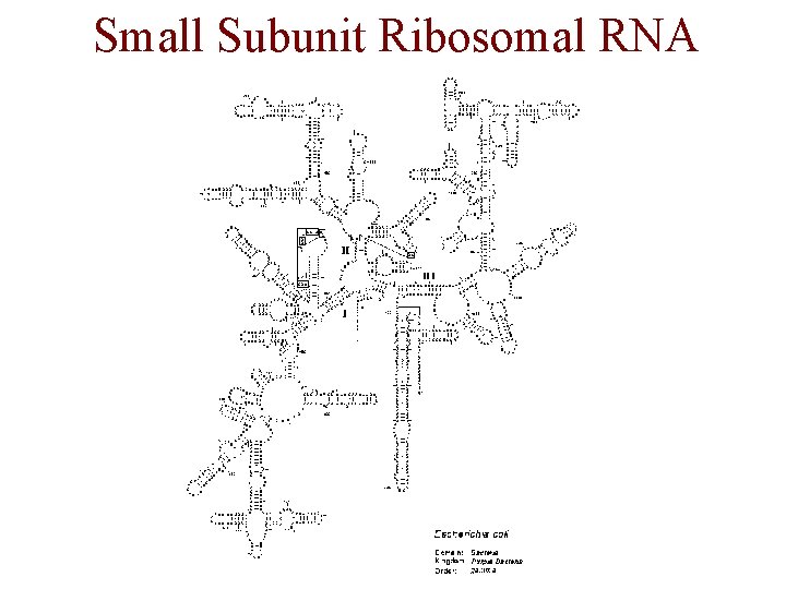 Small Subunit Ribosomal RNA Secondary Structure Small Subunit Ribosomal RNA Secondary Structure