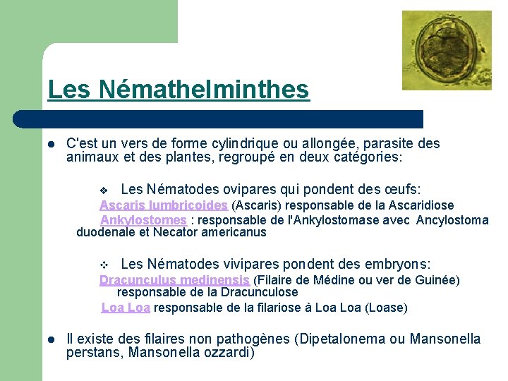 Les Némathelminthes l C'est un vers de forme cylindrique ou allongée, parasite des animaux