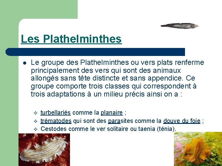 Les Plathelminthes l Le groupe des Plathelminthes ou vers plats renferme principalement des vers