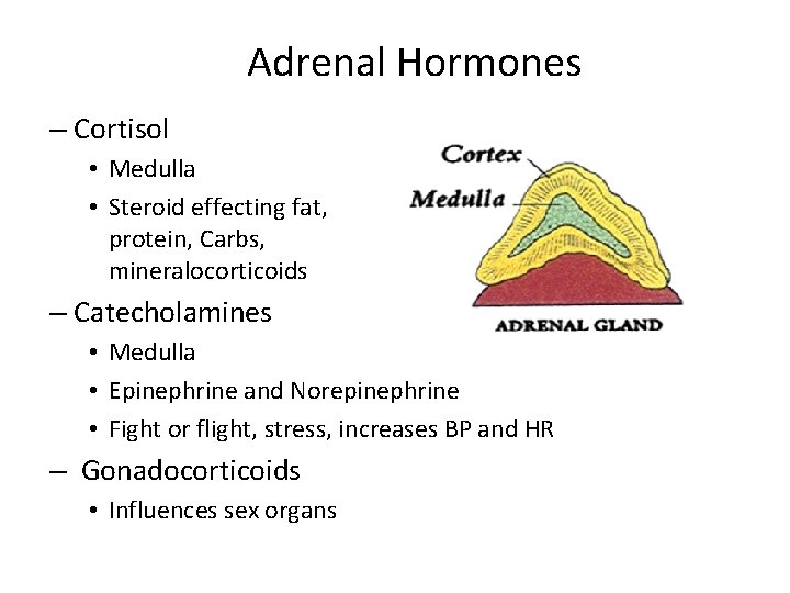 Adrenal Hormones – Cortisol • Medulla • Steroid effecting fat, protein, Carbs, mineralocorticoids –
