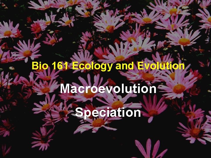 Bio 161 Ecology and Evolution Macroevolution Speciation 