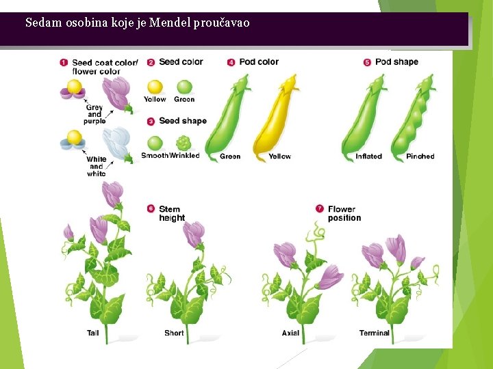 Sedam osobina koje je Mendel proučavao 