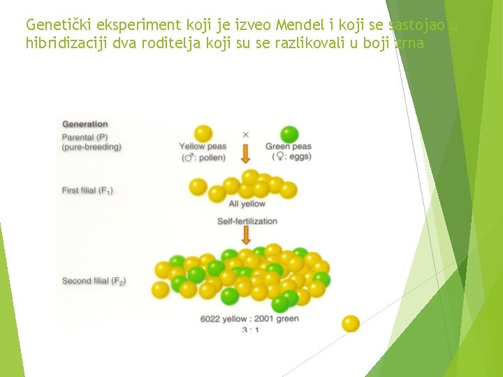 Genetički eksperiment koji je izveo Mendel i koji se sastojao u hibridizaciji dva roditelja