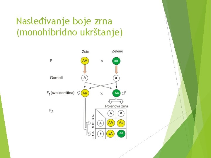 Nasleđivanje boje zrna (monohibridno ukrštanje) 