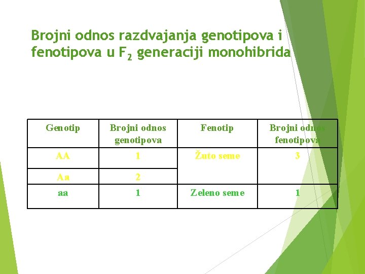 Brojni odnos razdvajanja genotipova i fenotipova u F 2 generaciji monohibrida Genotip Brojni odnos