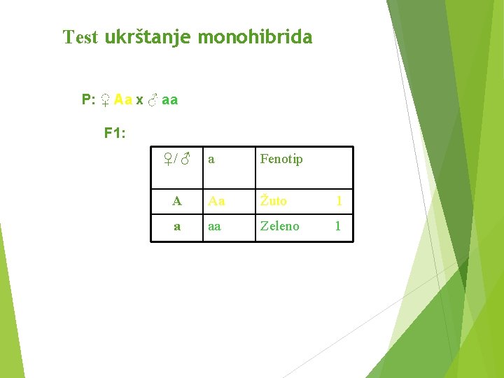 Test ukrštanje monohibrida P: ♀ Aa x ♂ aa F 1: ♀/ ♂ a