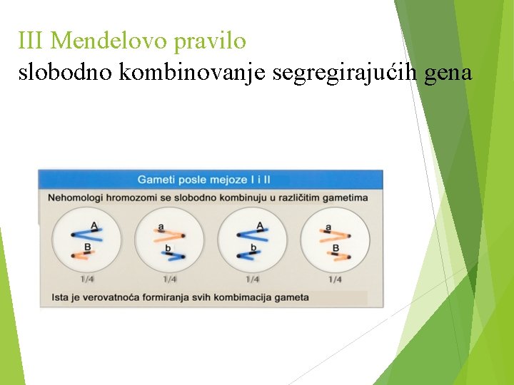 III Mendelovo pravilo slobodno kombinovanje segregirajućih gena 