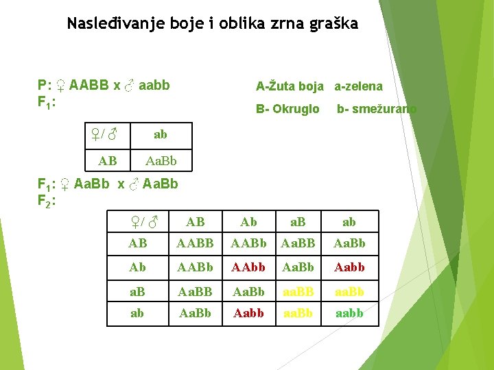 Nasleđivanje boje i oblika zrna graška P: ♀ AABB x ♂ aabb F 1