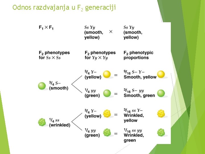 Odnos razdvajanja u F 2 generaciji 