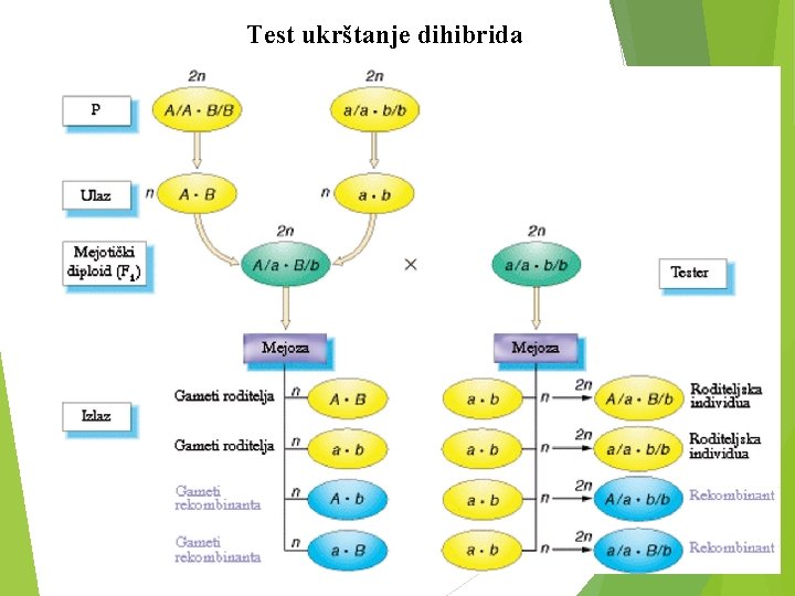 Test ukrštanje dihibrida 