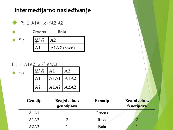 Intermedijarno nasleđivanje P: ♀ A 1 A 1 x ♂A 2 Crvena F 1: