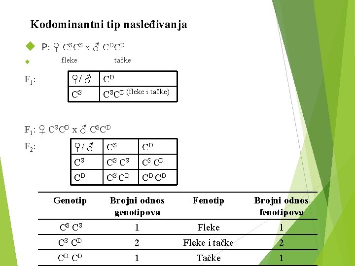 Kodominantni tip nasleđivanja P: ♀ CSCS x ♂ CDCD F 1 : fleke tačke