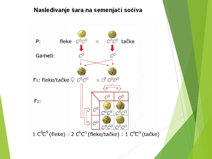 Nasleđivanje šara na semenjači sočiva 