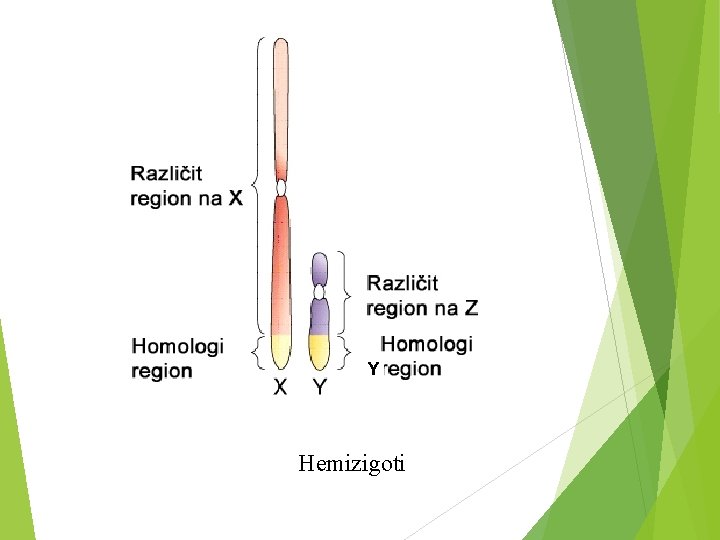 Y Hemizigoti 