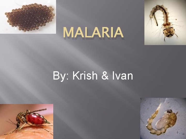 MALARIA By: Krish & Ivan 