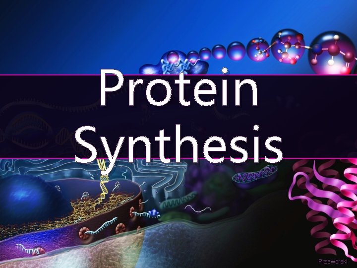 Protein Synthesis Przeworski 