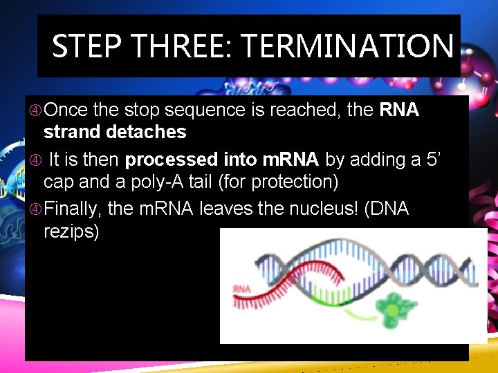 STEP THREE: TERMINATION Once the stop sequence is reached, the RNA strand detaches It