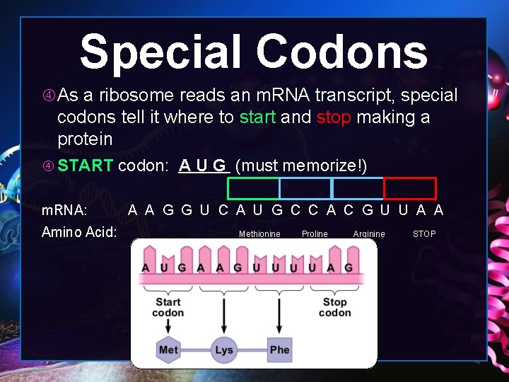 Special Codons As a ribosome reads an m. RNA transcript, special codons tell it