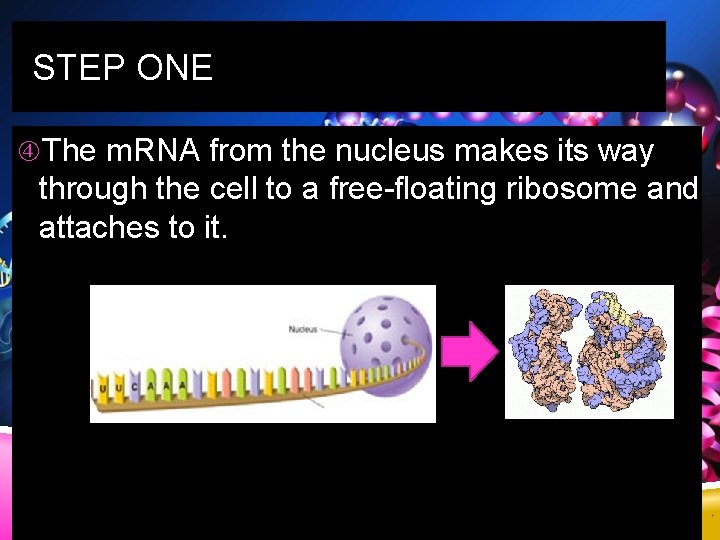 STEP ONE The m. RNA from the nucleus makes its way through the cell