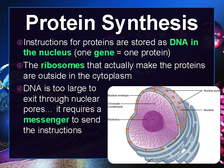 Protein Synthesis Instructions for proteins are stored as DNA in the nucleus (one gene