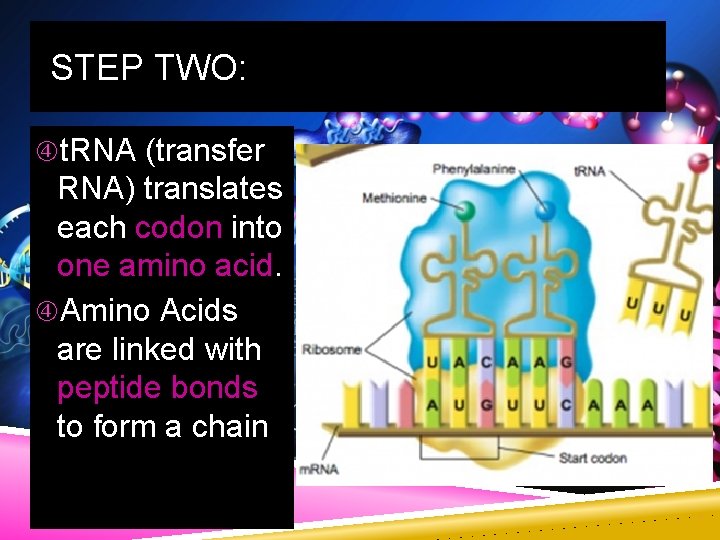 STEP TWO: t. RNA (transfer RNA) translates each codon into one amino acid. Amino