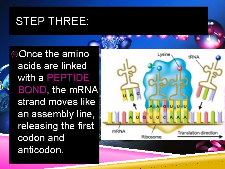 STEP THREE: Once the amino acids are linked with a PEPTIDE BOND, the m.