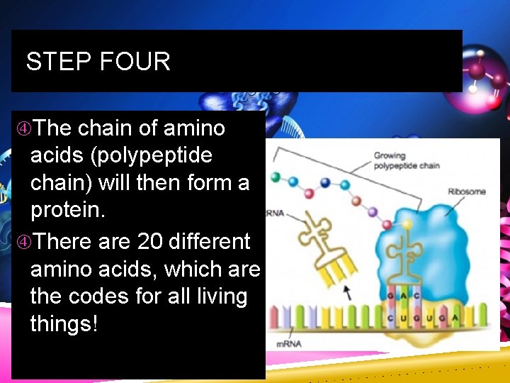 STEP FOUR The chain of amino acids (polypeptide chain) will then form a protein.