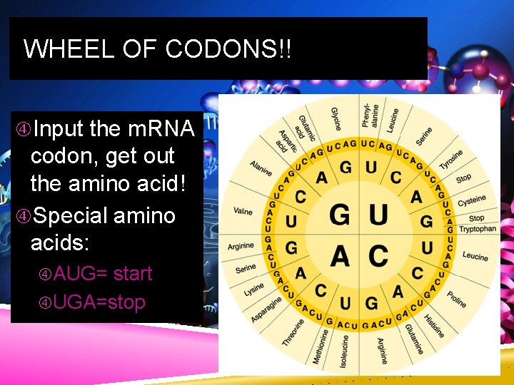 WHEEL OF CODONS!! Input the m. RNA codon, get out the amino acid! Special