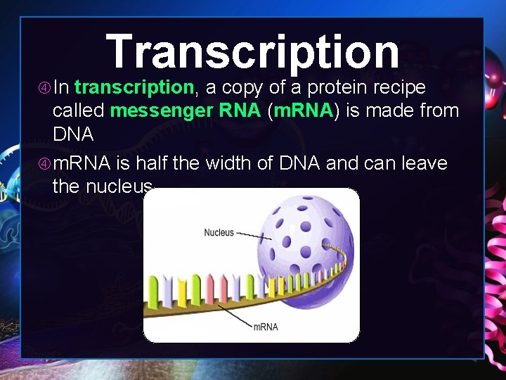 Transcription In transcription, a copy of a protein recipe called messenger RNA (m. RNA)