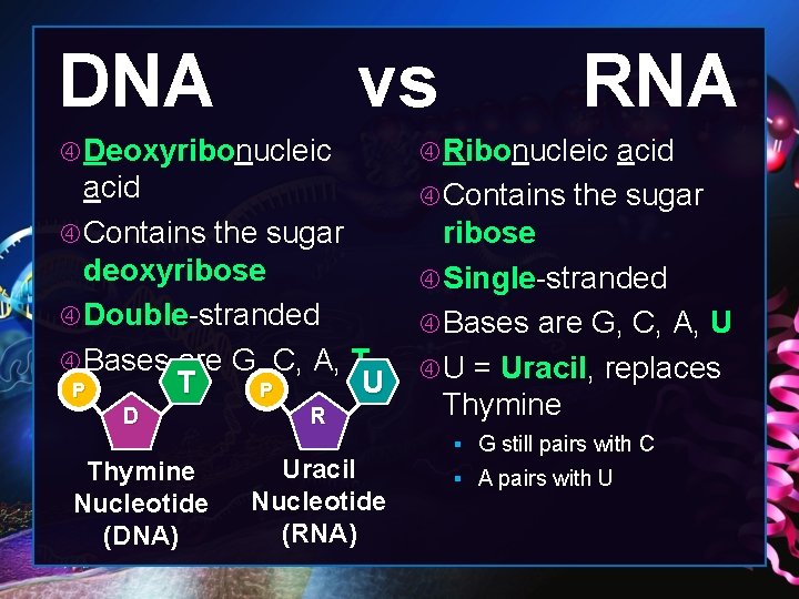 DNA vs RNA Deoxyribonucleic Ribonucleic acid Contains the sugar deoxyribose Double-stranded Bases are G,