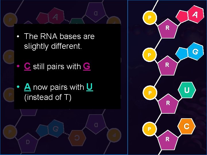 D T P P A D • The RNA bases are slightly different. G