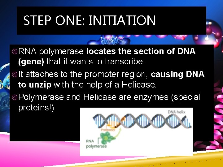 STEP ONE: INITIATION RNA polymerase locates the section of DNA (gene) that it wants