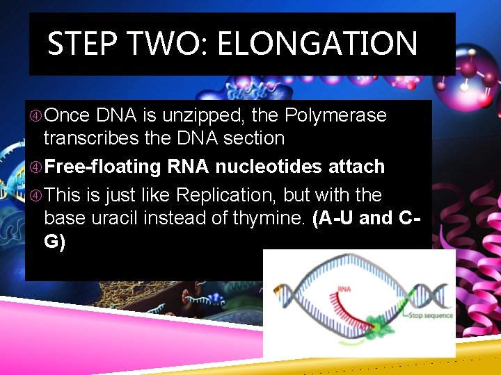 STEP TWO: ELONGATION Once DNA is unzipped, the Polymerase transcribes the DNA section Free-floating