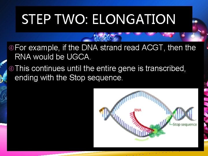 STEP TWO: ELONGATION For example, if the DNA strand read ACGT, then the RNA