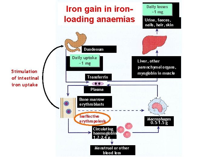 Iron gain in ironloading anaemias Daily losses ~1 mg Urine, faeces, nails, hair, skin