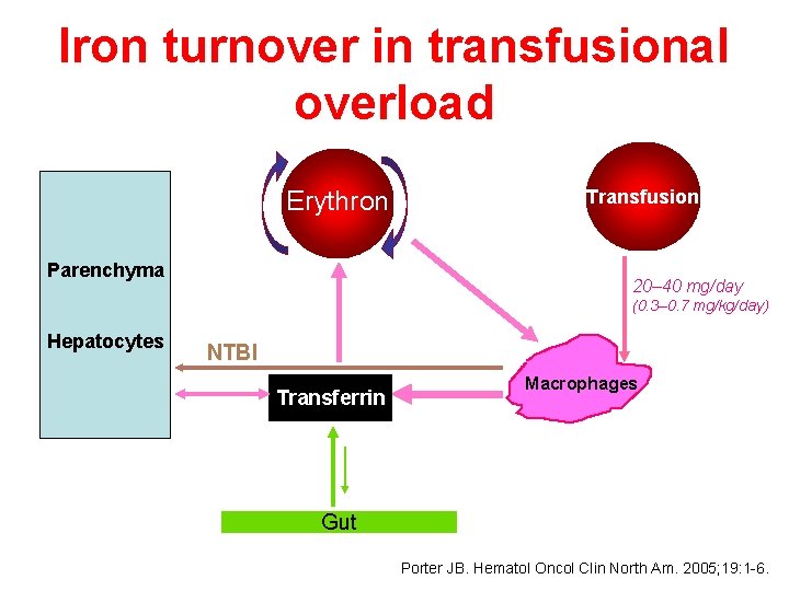 Iron turnover in transfusional overload Erythron Transfusion Parenchyma 20– 40 mg/day (0. 3– 0.