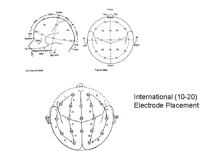 International (10 -20) Electrode Placement International (10 -20) Electrode Placement