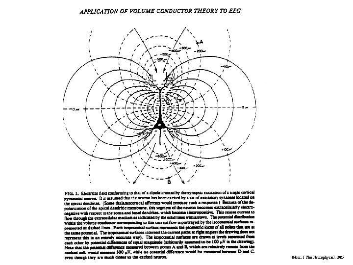 Gloor, J Clin Neurophysiol, 1985 Gloor, J Clin Neurophysiol, 1985