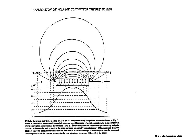 Gloor, J Clin Neurophysiol, 1985 Gloor, J Clin Neurophysiol, 1985