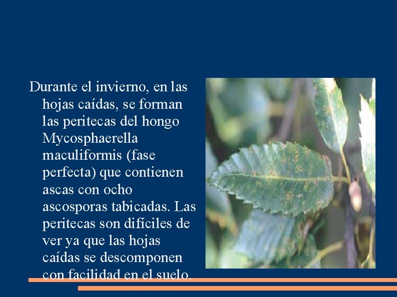 Durante el invierno, en las hojas caídas, se forman las peritecas del hongo Mycosphaerella