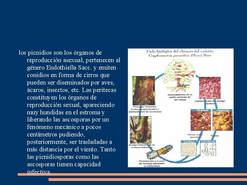 los picnidios son los órganos de reproducción asexual, pertenecen al género Endothiella Sacc. y