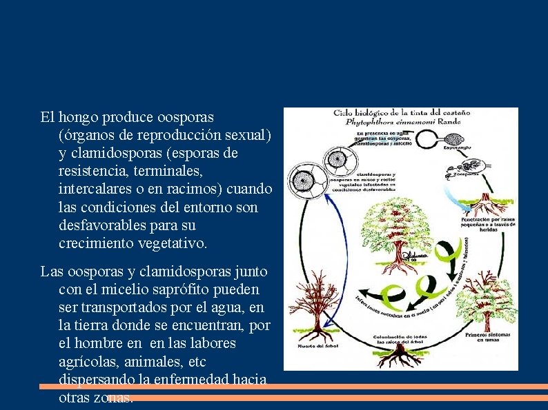 El hongo produce oosporas (órganos de reproducción sexual) y clamidosporas (esporas de resistencia, terminales,