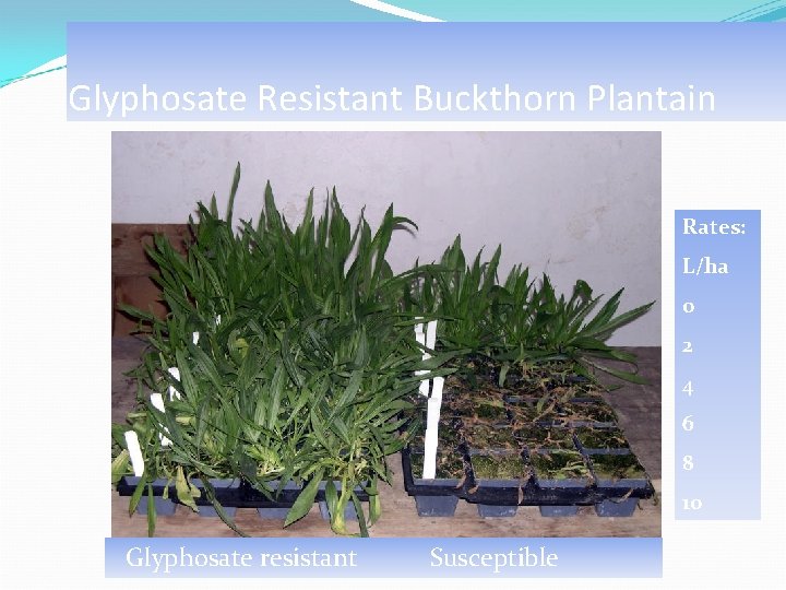 Glyphosate Resistant Buckthorn Plantain Rates: L/ha 0 2 4 6 8 10 Glyphosate resistant
