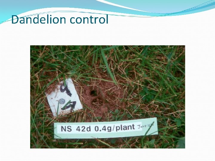 Dandelion control 