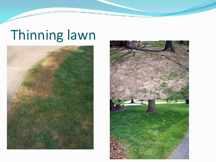 Thinning lawn 