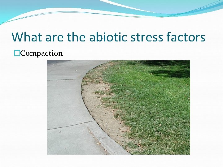What are the abiotic stress factors �Compaction 