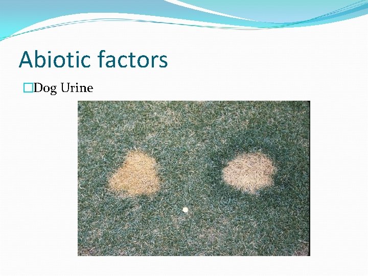 Abiotic factors �Dog Urine 