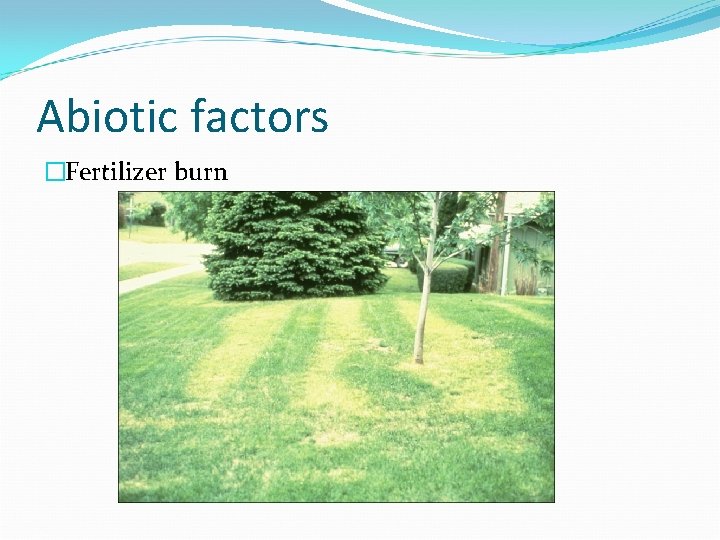Abiotic factors �Fertilizer burn 